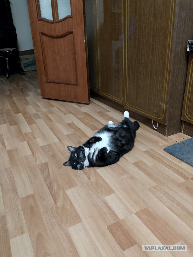 История одного котенка
