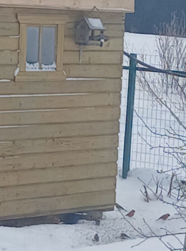 Синицы, кушают  много