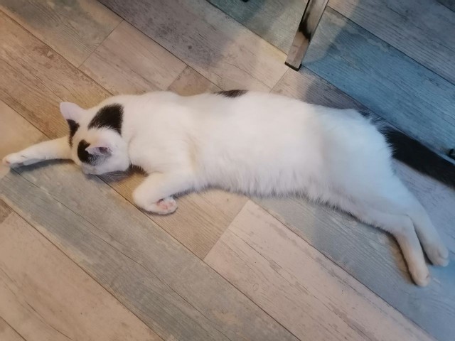 Продолжаем котовторник.