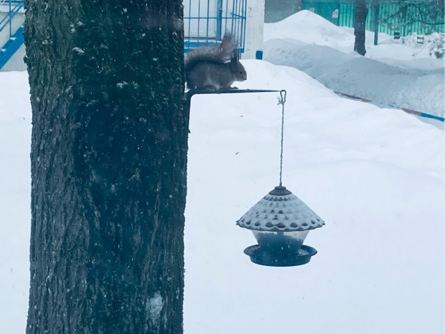 Белочка