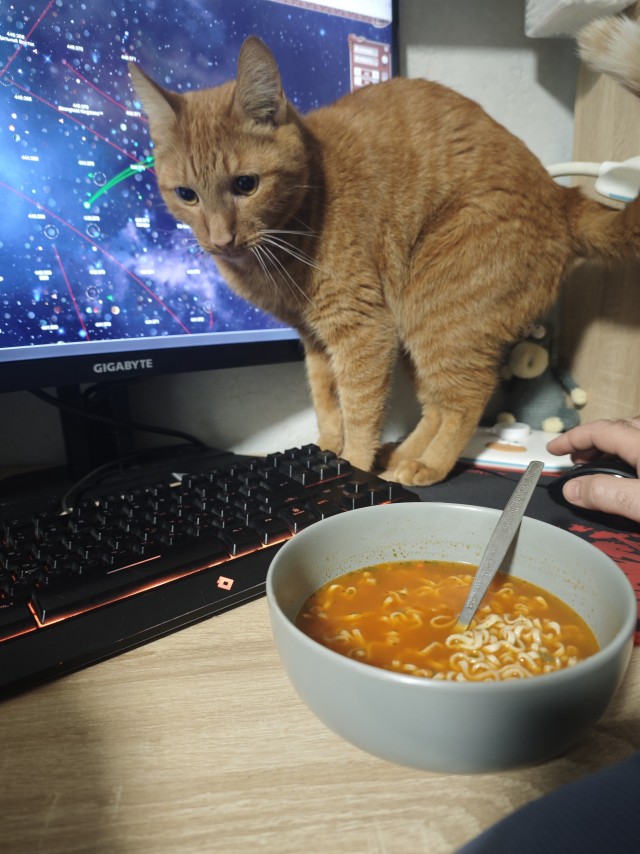 Прибавление в котосемействе.