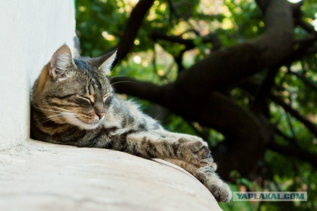 Коты Севастополя