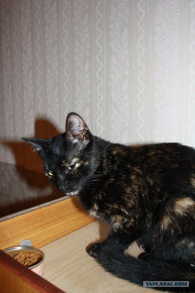 Котовторник 03.09.2013