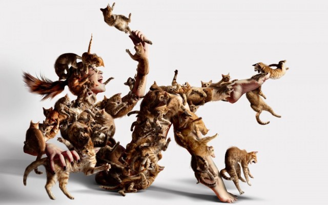 Вернувшиеся с отдыха москвичи нашли в диване кошку