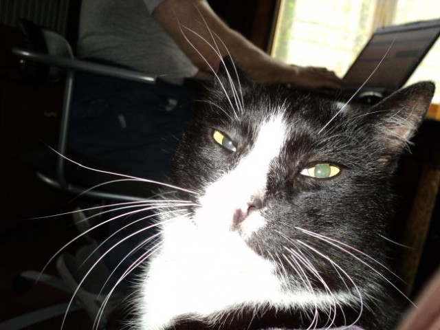 Новый член семьи