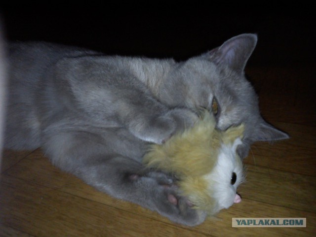 Котовторник 25.02.2014