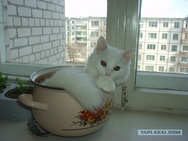 Котовторник 04.03.2014