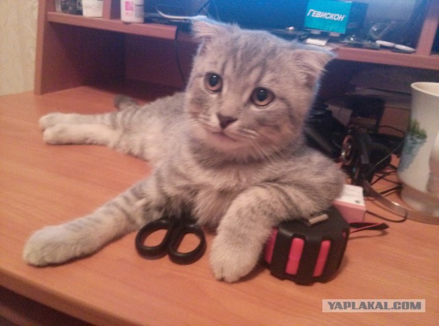 Котовторник 18.03.2014