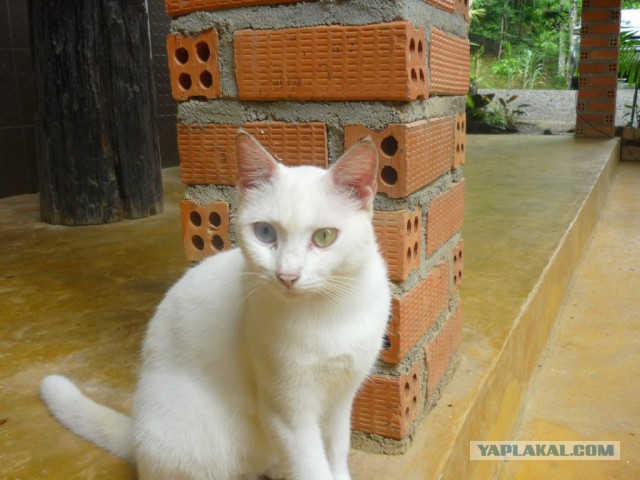 Котовторник 01.04.2014