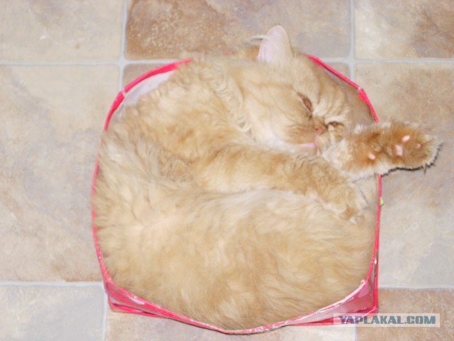 Котовторник 24.06.2014