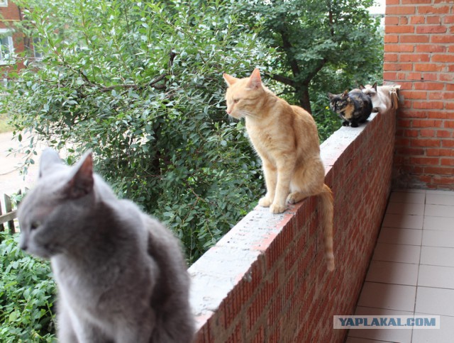 Котовторник 12.08.2014