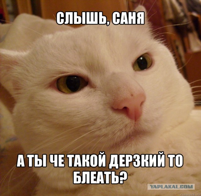 Кот разбил стекло