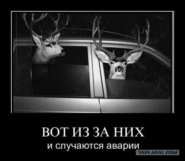 Весёлое из сети