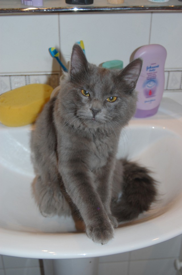 Котовторник 06.01.2015