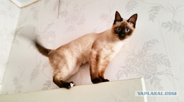 Кошачья логика
