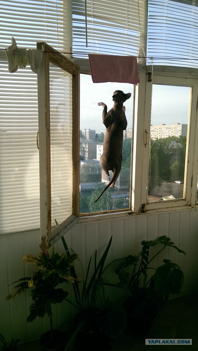 Если есть кошачье ню, то оно выглядит вот так...