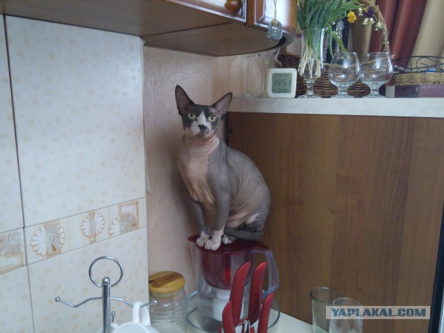 Котовторник 5.05.2015.
