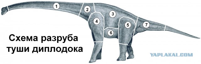 Диплодок сука