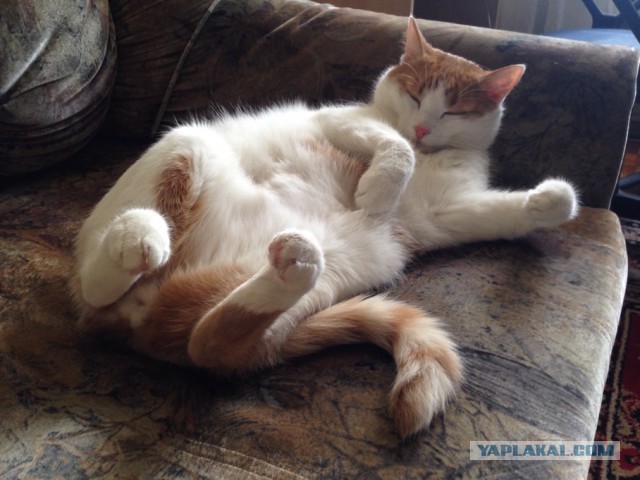 Котовторник   02.06.2015