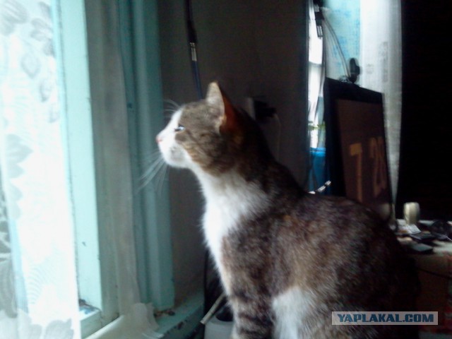 Котовторник   02.06.2015