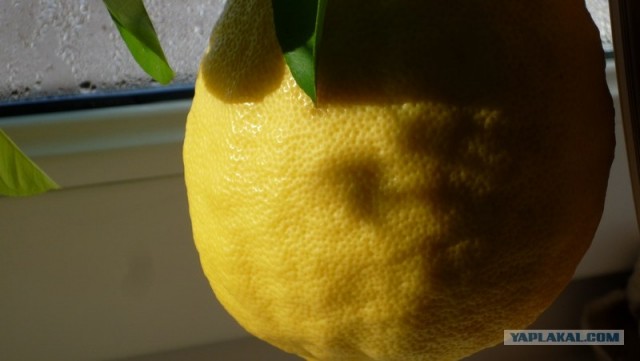 Лимончик вырос