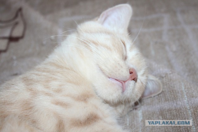 Котовторник 7.07.2015