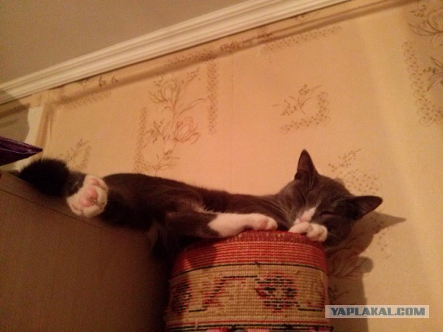 Котовторник 15.12.2015