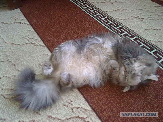 Нашли Серого