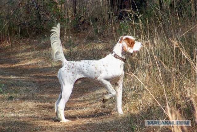 Собакочетверг