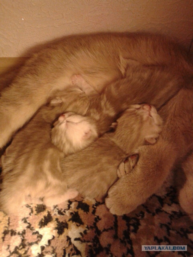 Котовторник 26.01.2016