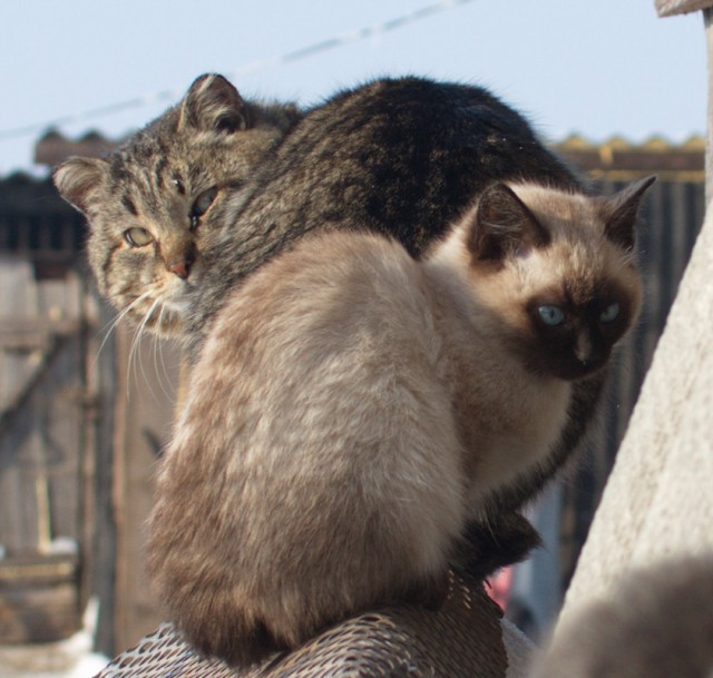 Деревенские коты