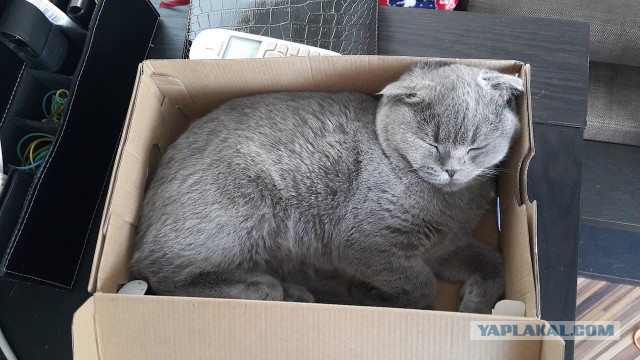 КотоВторник 26.04.2016