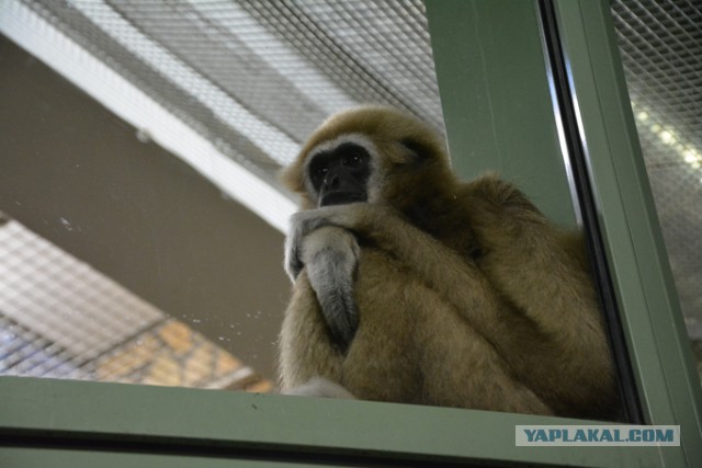 Хочу в Питер!