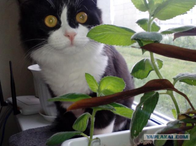 Ваши фотки котов на телефон