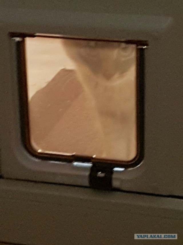 Котовторник 26.07 2016