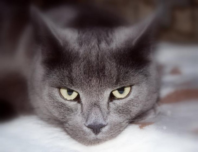 Котовторник на ЯПе (29.01)