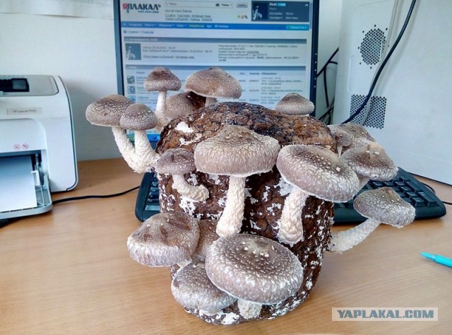 Кулинария. Вопросы и ответы, ...