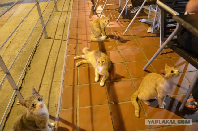 10 брутальных уличных котов