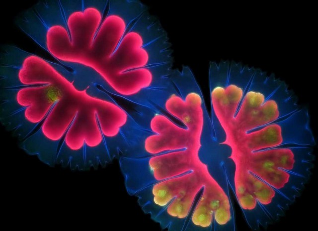 Микрофотографии Nikon Small World 2016