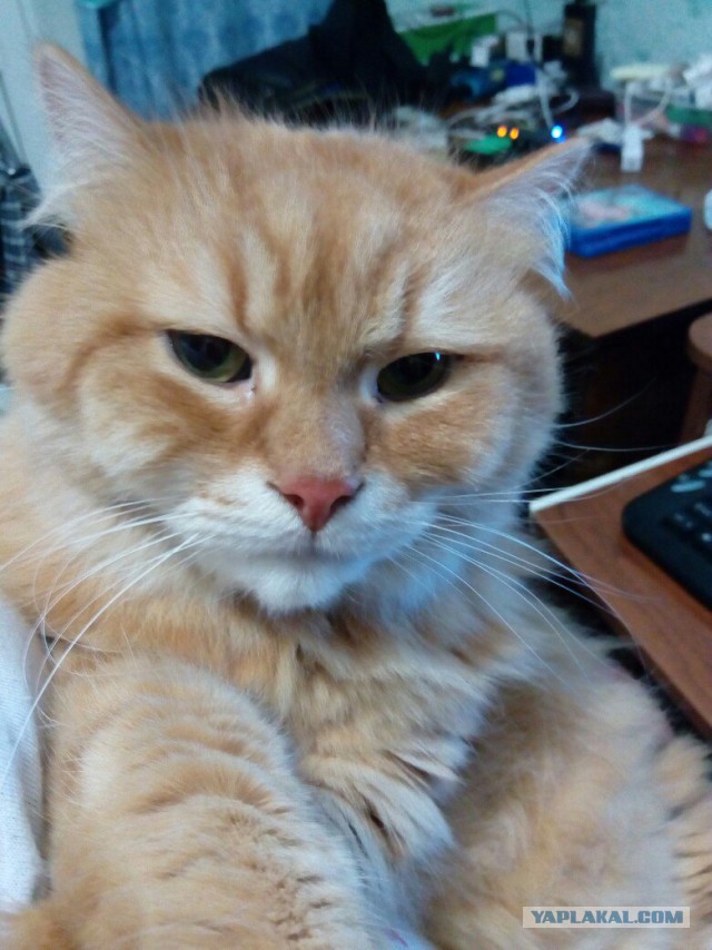 Самый грустный на свете кот. До и после приюта...