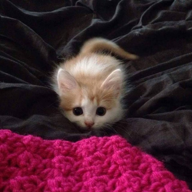 Коты из сети