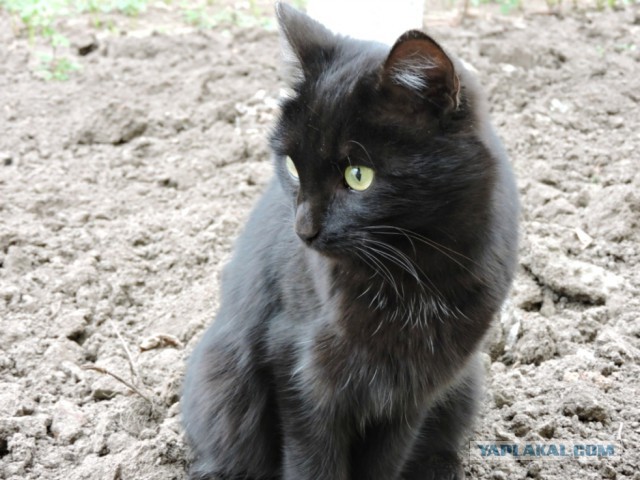 Котовторник  17.01.2017