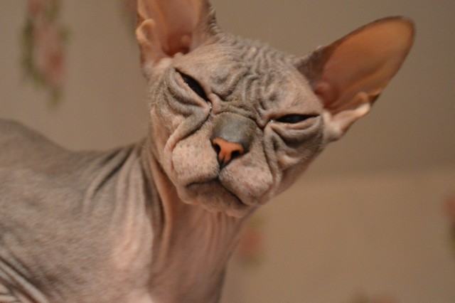 Коты и Кошки