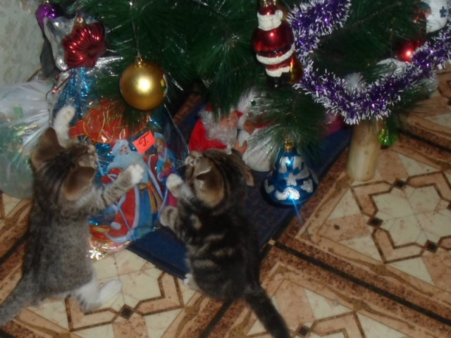 Коты и Кошки