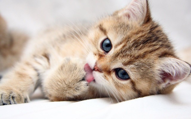 Коты и Кошки