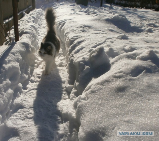 Котовторник  06.03.2018