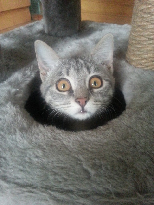 Живность из сети