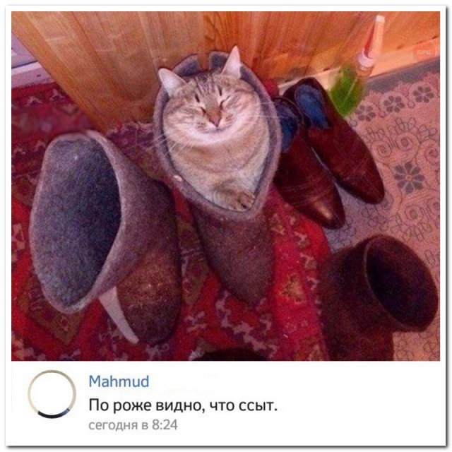 Прикольных котов пост