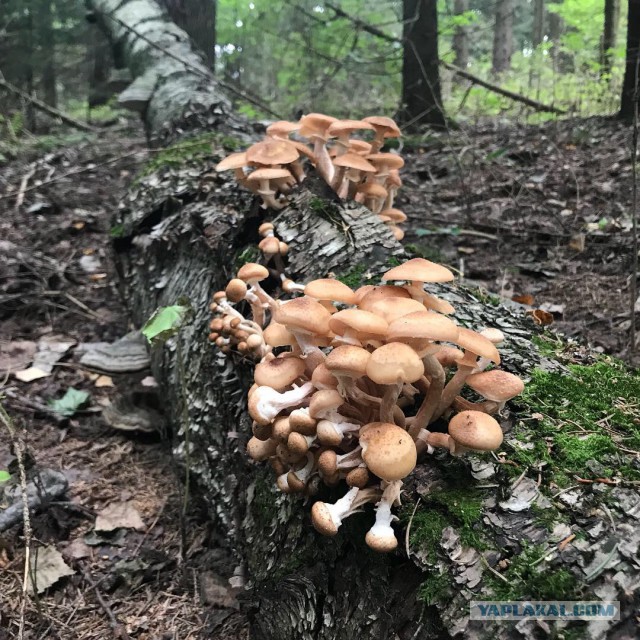 Последние тёплые дни, поход за грибами