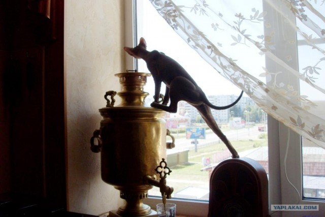 Котовторник 14.09.2010 Голые кошки на Yaplakal